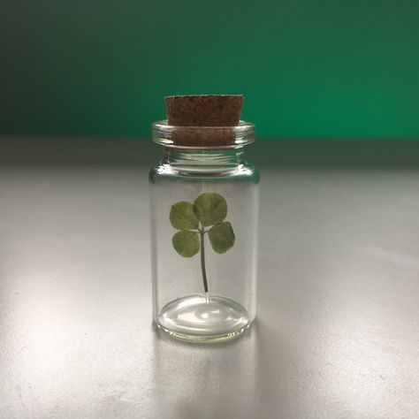 Real four leaf clover Pink Heart Emoji, Clover Gifts, St. Patrick's Day Diy, Small Glass Bottles, Small Business Cards, Glass Bottles With Corks, Mini Glass Bottles, New Jobs, Ottawa Canada