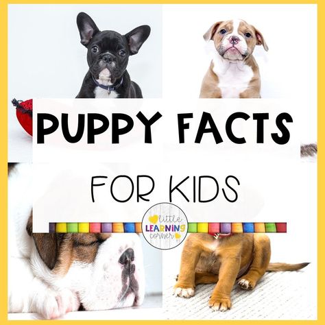 Teach the kids what they are interested in with these fun puppy facts for kids! Popular dog breeds, and facts about puppies with... #puppies #puppy #factsforkids #puppyfacts Dog Activities For Preschool, Spider Facts For Kids, Dinosaur Facts For Kids, Fun Facts About Dogs, Kindergarten Education, Puppy Facts, Learning Corner, Rules For Kids, Tallest Dog