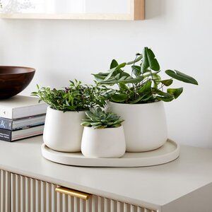 Money Plants, West Elm Kids, Indoor Outdoor Planter, Fern Plant, Traditional Ceramics, Modern Planters, Metal Planters, Pottery Barn Teen, Key Details