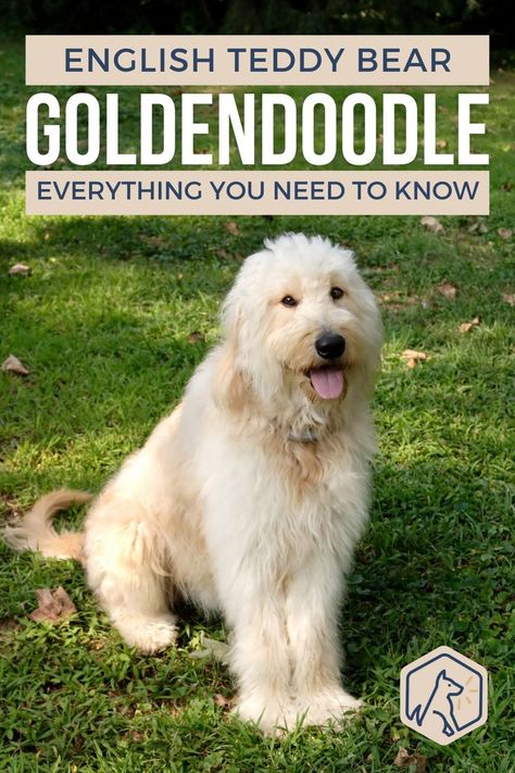 The English Goldendoodle is an extremely popular choice of designer dog breed for families. But before you buy your puppy, there’s a lot you need to know. Such as, how big is a Teddy Bear Goldendoodle when he’s full-grown? Are English Goldendoodle puppies easy to train? And, how much food does a Teddy Bear Goldendoodle need? Teddy Bear Doodle, Teddy Bear Goldendoodle, English Goldendoodle, Designer Dogs Breeds, Puppies Tips, Goldendoodle Puppies, Super Cute Dogs, Similarities And Differences, Goldendoodle Puppy