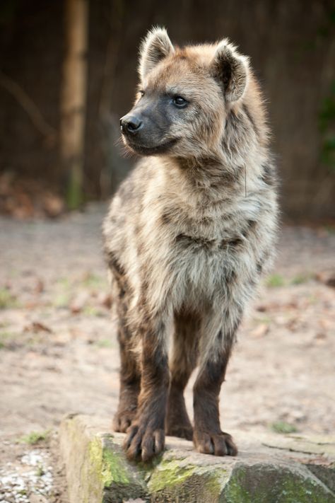 Spotted hyena Hyena Pictures, Hyena Photography, Hyena Ears, Laughing Hyena, Brown Hyena, Striped Hyena, Spotted Hyena, Maned Wolf, Lion King Movie