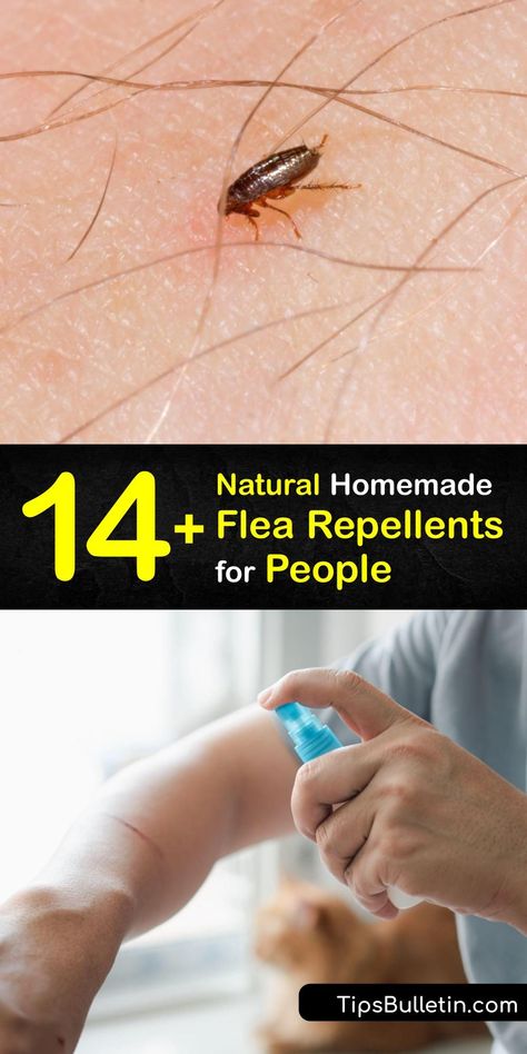 If you own pets, you know how troublesome adult fleas are when they bite. Discover ways to repel fleas, including homemade flea treatments made with essential oils and recipes for natural flea repellents which are safe for humans and the environment. #flea #human #repellent #natural Getting Fleas Out Of House, Essential Oil For Fleas In The House, Homemade Flea Trap, Essential Oils For Flea Bites On Humans, How To Stop Fleas From Biting You, Insect Bite Identification Chart, Fleas Remedies For House How To Get Rid, Kill Fleas On Dogs Instantly, Flea Repellent For Humans