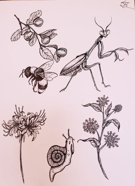 Bug And Plant Tattoos, Garden Bugs Tattoo, Bug Tattoo Fillers, Botanical Bug Tattoo, Animal And Insect Tattoos, Garden Critters Tattoo, Creepy Botanical Tattoo, Botanical Tattoo Flash Sheet, Bugs Tattoo Design