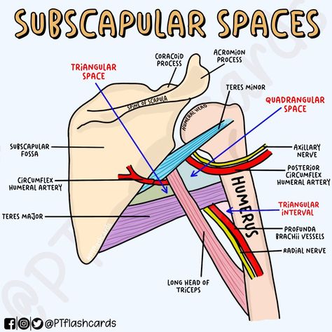 (1) PT flashcards på X: «SUBSCAPULAR SPACES ✨ Reference: Snell, Richard S. Clinical Anatomy by Regions. 9th ed, Lippincott Williams & Wilkins, 2012. #Anatomy #PhysicalTherapy #PTknows #PTstudygram #MedicalFacts #Studygram #PTreviews #Medicine #medstudent https://t.co/K4P6W1QmHz» / X Medicine Mnemonics, Clinical Anatomy, Muscular System Anatomy, Anatomy Flashcards, Physical Therapy School, Nurse Study, Freshman Tips, Gross Anatomy, Nurse Study Notes