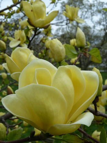 Magnolia 'Lois' flower detail (2) JWC Yellow Magnolia, Swarthmore College, Wide Photo, Flower Pots Outdoor, Magnolia Trees, Fabric Flowers Diy, Garden Borders, Magnolia Flower, Deciduous Trees