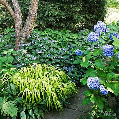 Shady Hydrangea Combo: Lacecap + 'Endless Summer' + Golden Japanese forest grass Golden Japanese, Landscaping Shrubs, Fall Landscaping, Japanese Forest, No Grass Backyard, Best Perennials, Shade Perennials, Most Beautiful Gardens, Woodland Garden