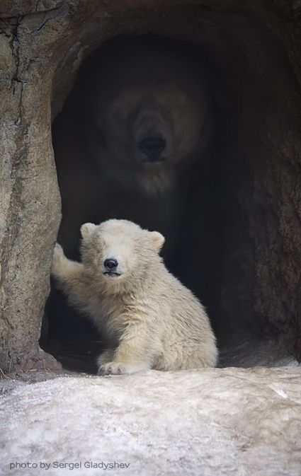 The cutest trap ever. I know you want to pick up that polar bear cub and snuggle it. Don't. Photo Animaliere, Baby Polar Bears, Nosara, Springer Spaniel, Bear Cubs, Sweet Animals, Cavalier King Charles, Animal Planet, Animal Photo