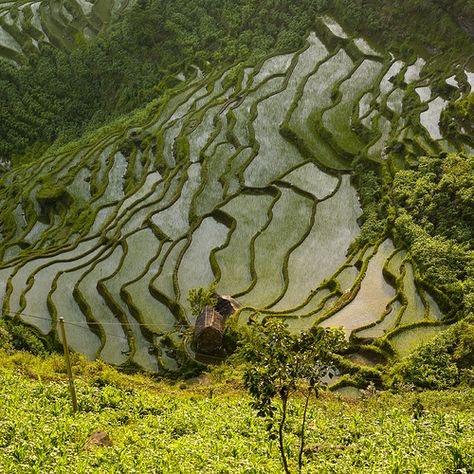 A Well Traveled Woman, Yunnan China, Rice Fields, Birds Eye View, Birds Eye, Avatar The Last Airbender, The Last Airbender, Beautiful Photo, Places To See