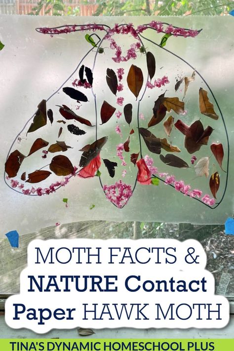 8 Facts About Moths and a Fun Nature Elephant Hawk Moth Craft. I’m sharing 8 facts about moths and a fun contact paper nature elephant hawk moth craft. Typically, we think of moths as dull nighttime flyers and butterflies as beautiful bright creatures, but many moths are colorful and beautiful like the Hawk Moth. The Garden Tiger Moth, the False Tiger Moth, the Oleander Hawk Moth, the Luna Moth, and the Comet Moth, to name a few, rival the most colorful butterflies in their beauty. Moth Activity Preschool, Moth Craft, Oleander Hawk Moth, Elephant Hawk Moth, Garden Tiger Moth, Comet Moth, Butterflies Activities, Homeschool Nature Study, Toddler Homeschool