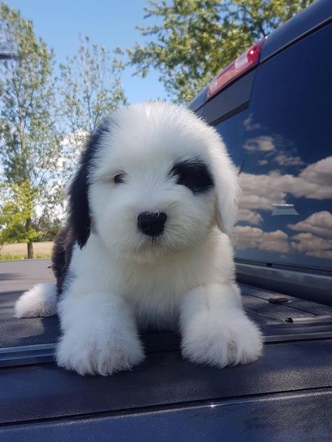 Sheep Dog Puppy, Super Cute Puppies, Baby Animals Pictures, English Sheepdog, Old English Sheepdog, Pretty Animals, Cute Animals Images, Fluffy Animals