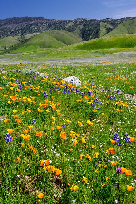 Beautiful California Native Wildflowers home page Spring Landscapes, Wildflowers Garden, Garden Bed Layout, California Wildflowers, Wildflowers Photography, Wildflower Photo, Landscape Design Drawings, Valley Of Flowers, California Poppies