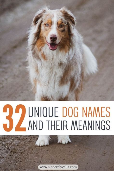 unique dog names Boy Puppy Names Unique, Cool Dog Names Boys, Southern Dog Names, Puppy Girl Names, Puppy Names Unique, Girl Dog Names Unique, Pet Names For Dogs, Unique Dog Names