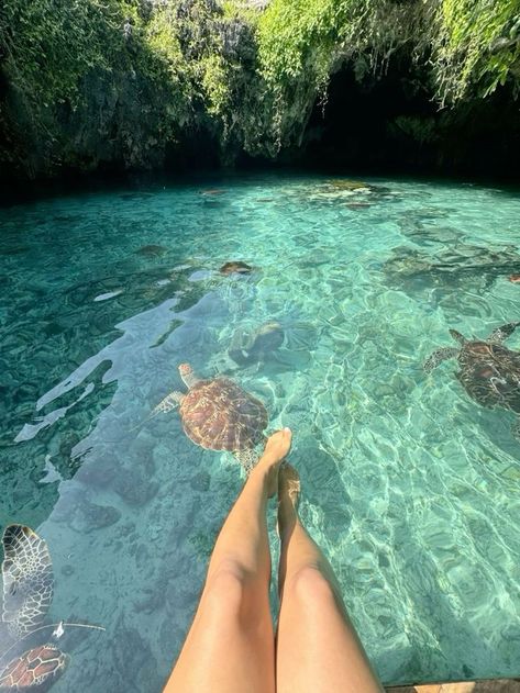 Swimming With Turtles Aesthetic, Swimming With Sea Turtles, Seychelles Aesthetic, Turtle Aesthetic, London Life Aesthetic, Swim With Turtles, Swimming With Turtles, Swimming Aesthetic, Ocean Swimming