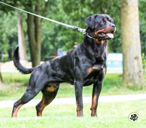 Rottweiler Photography, Working Dog Breeds, Rip Dog, Working Dogs Breeds, Fit Dogs, K9 Dogs, Doberman Pinscher Dog, Dog Area, Working Dog