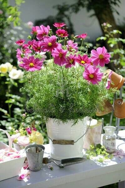 Flower Cottage, Cosmos Flowers, Garden Containers, Garden Pictures, Bouquet Arrangements, Beautiful Bouquet Of Flowers, Plants And Flowers, Little Garden, Flower Planters