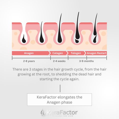 Unlock the secret to longer, stronger hair with KeraFactor! 🌱 Did you know there are 3 stages in the hair growth cycle? From root growth to shedding and restarting the cycle, KeraFactor extends the Anagen phase, promoting healthier, more resilient locks. Embrace every stage of your hair journey with confidence! 💪✨ #HairGrowthCycle #KeraFactor #StrongHair  https://shop.mykerafactor.com Hair Content, Hair Science, V Hair, Hair Growth Cycle, Stronger Hair, Skin Science, Root Growth, Hair Life, Skincare Tips