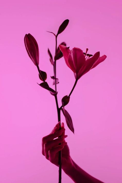 Pantone Colour Palettes, Magenta Flowers, Romantic Photos Couples, Dark Magenta, More Wallpaper, Hand Holding, Aesthetic Images, Color Of The Year, Pantone Color