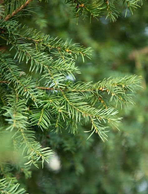 Green branches of the christmas tree pin... | Premium Photo #Freepik #photo #pine-needles #spruce #fir-tree #fir Pine Tree Leaves, Pine Tree Branch, Christmas Invite, Nature Macro, Fir Christmas Tree, Pine Branch, Fir Tree, Christmas Invitations, Pine Needles