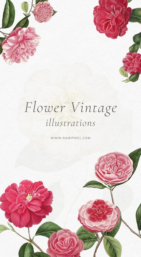 Vintage flower illustrations | Flower graphic design, Flower illustration, Flower graphic Flower Graphic Illustration, Flower Vector Png, Flower Frame Design, Floral Vector Background, Antique Background, Flower Frames, Frame Illustration, Illustration Flower, Floral Cards Design