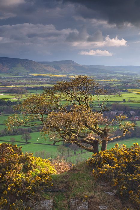 A lone Oak Tree catches the last of the evening light amidst stunning spring colours and the distant Cleveland Hills. North Yorkshire, England.  Go to www.YourTravelVideos.com or just click on photo for home videos and much more on sites like this. Nature Retreat, End Of Spring, Travel Culture, Evening Light, British Countryside, Yorkshire Dales, Rolling Hills, English Countryside, Oak Tree