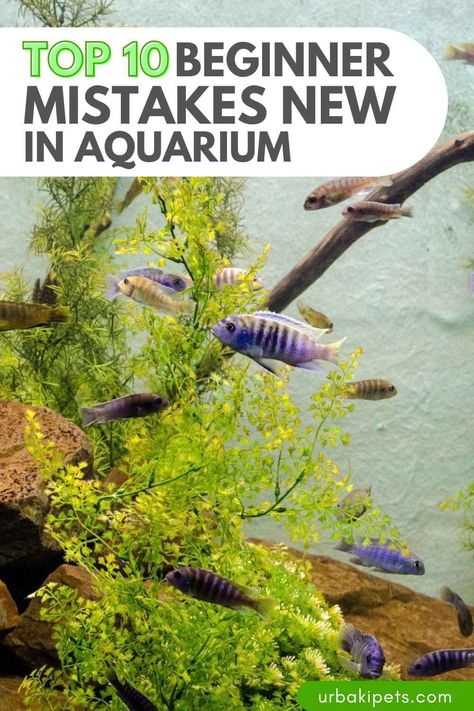 Starting a new aquarium can be an exciting and rewarding experience, but it can also be overwhelming for beginners who are just getting started. There are many factors to consider when setting up and maintaining an aquarium, and it's easy to make mistakes along the way. Here are the top 10 beginner mistakes to avoid when starting a new aquarium: Overcrowding: It's important to remember that fish need space to swim and grow, and overcrowding can cause stress and health problems. A... White Cloud Minnow, How To Make Fish, Nitrogen Cycle, Aquarium Set, Different Fish, Fish Care, Hiding Spots, Beneficial Bacteria, Aquarium Fish Tank