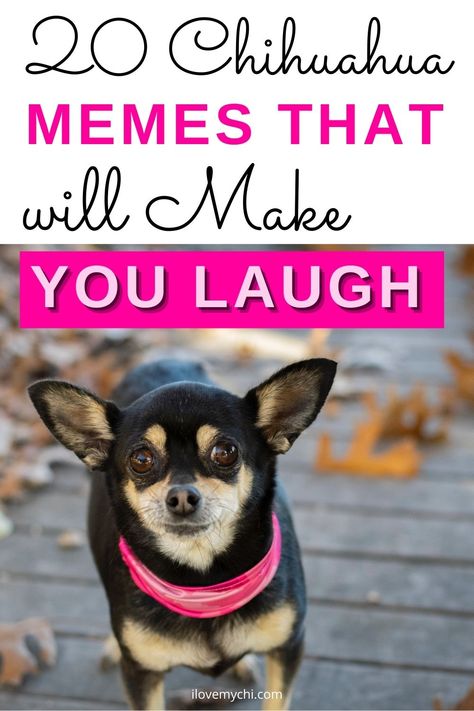 Here are 20 Chihuahua Memes That will Make You Laugh. I thought it would be fun to get some of them together and put them in a post.