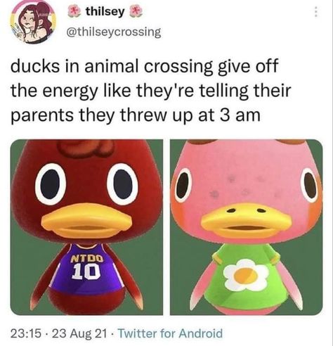 Beautiful Thursday Morning, Animal Crossing Funny, Ac New Leaf, Animal Crossing Fan Art, Animal Crossing Memes, Animal Crossing Characters, Animal Crossing Villagers, Video Game Memes, New Animal Crossing