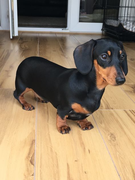 Dog Dushchand, Duchound Dogs, Duchhound Dog, Doxen Dachshund, Daushound Dogs, Dachshund Photos, Daschund Dog, Daschund Puppies, Dachshund Breed