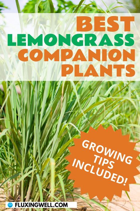 beset lemongrass companion plants plus growing tips