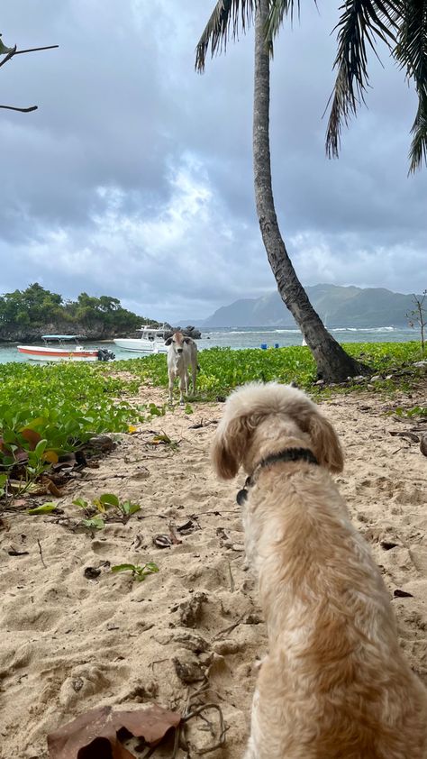 summer dog cow beach blue water palm tree boat Beach Farm, Horse Beach, Farm Lifestyle, Beach Blue, Summer Dog, Coastal Cowgirl, By The Beach, Future Life, Blue Water