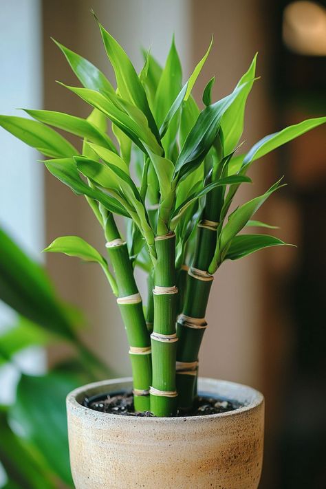 Lucky Bamboo (Dracaena sanderiana) is a delightful and vibrant addition to any home or office! 🎍🌿 Known for its elegant, spiral-shaped stems and easy care, this plant is a beautiful blend of aesthetic appeal and symbolic luck. Low maintenance and bursting with charm, Lucky Bamboo is perfect for adding a touch of greenery and good fortune to your space. Indulge in this stylish twist on indoor plants today! 🌱✨ #LuckyBamboo #IndoorPlants #GoodFortune #GreenLiving Bamboo Plant Indoor, Lucky Bamboo Care, Good Luck Plants, Bamboo Plant Decor, Potted Plants Indoor, Plants For Office, Indoor Green Plants, Dracaena Sanderiana, Bamboo Flower