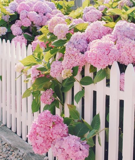 Pink hydrangeas + white picket fence. Is there really a better pair than that? ❤️ ? Tanaman Pot, Hydrangea Garden, White Picket Fence, Pink Hydrangea, White Hydrangea, Picket Fence, Spring Blooms, Garden Cottage, Front Garden