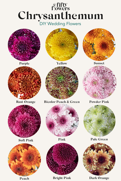 An Infographic Of Different Colors And Varieties Of Chrysanthemum. Mum Flower Arrangement, October Flowers In Season, Chrysanthemum Arrangement, Flower Bouquet Fall Wedding, Flower Knowledge, Chrysanthemum Flower Arrangement, Chrysanthemums Flower, Spider Chrysanthemum, Flower Signs