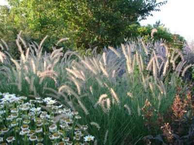 Zone 8 Ornamental Grass Varieties: Choosing Ornamental Grass For Zone 8 Zone 8b Garden, Zone 8 Landscape Design, Plants For Zone 8 Landscapes, Zone 8b Plants, Zone 8b Landscaping, Zone 8 Perennials, Zone 8 Landscaping, Zone 8 Gardening, 8b Gardening