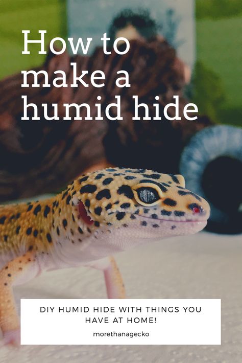 Diy Humid Hide Leopard Geckos, Humid Hide For Leopard Gecko, Leopard Gecko Vivarium, Diy Leopard Gecko Enclosure, Diy Leopard Gecko Habitat Ideas, Leopard Gecko Cage, Leopard Gecko Enclosure, Spotted Gecko, Pictures Of Reptiles