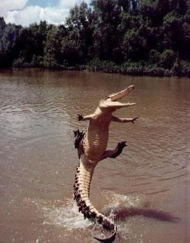 Happiest alligator in history. Never thought I'd see an alligator smile! :) Smiling Animals, Animale Rare, 웃긴 사진, Winter Break, Silly Animals, Crocodiles, Reptiles And Amphibians, Weird Animals, Happy Animals