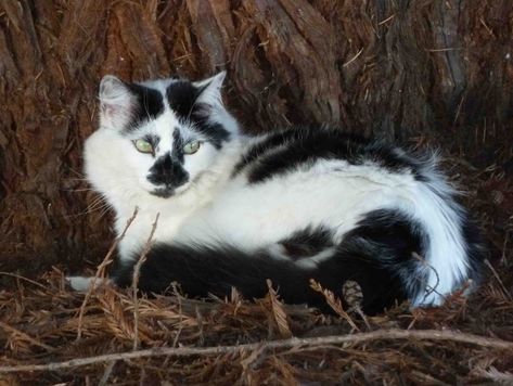 Black And White Kittens, Favorite Childhood Books, Spotted Cat, Long Haired Cats, Black And White Cat, Warrior Cats Art, Gorgeous Cats, White Kittens, Cat Character