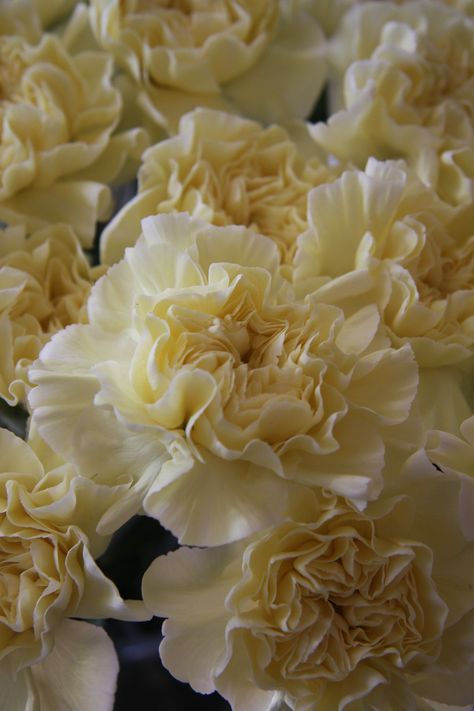 Cream Carnation, Flowers Bridesmaids, Yellow Carnations, Garden Flower Beds, Red Carnation, Carnation Flower, Flower Therapy, Language Of Flowers, Different Plants