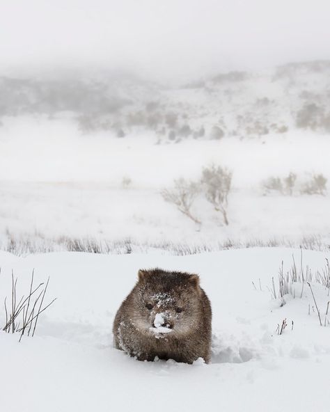 Wombat Pictures, Nature Wallpapers Aesthetic, Aesthetic Wildlife, Cute Wombat, Animals Tattoo, Australia Animals, Australian Wildlife, Australian Animals, Animal Sketches