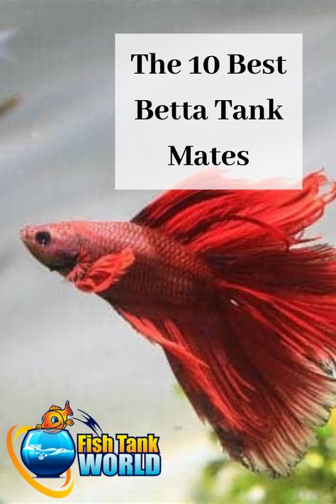 Fish Compatible With Betta, What Can Live With Beta Fish, Beta Tank Mates, Betta Fish Tank Decorations, Fish That Can Live Together In A Tank, Live Plant Betta Tank, Betta Tanks Ideas, Plants For Beta Fish Bowl, 10 Gallon Betta Tank Ideas