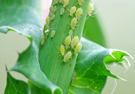 How to Get Rid of Aphids - Bob Vila Aphid Spray, Get Rid Of Aphids, Slugs In Garden, Garden Problems, Japanese Beetles, Natural Pest Control, Garden Pest Control, Organic Gardening Tips, Garden Pests