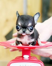 Little darling teacup chihuahua puppy | Flickr - Photo Sharing! Psy Chihuahua, Teacup Chihuahua Puppies, Baby Chihuahua, Chihuahua Puppy, Teacup Chihuahua, Tiny Puppies, Cute Chihuahua, Chihuahua Love, Teacup Puppies