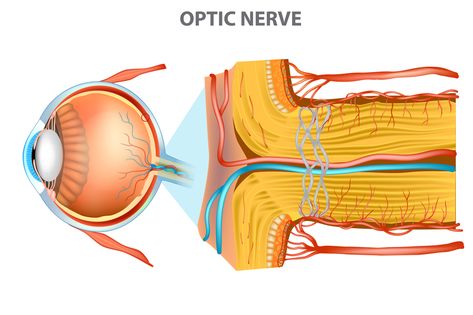 Nerve Anatomy, Nerve Disorders, Intracranial Pressure, Gastrointestinal Disease, Optic Nerve, Cranial Nerves, Eye Sight Improvement, Vision Problems, Nerve Damage