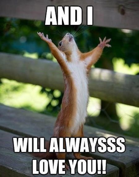 Laugh Out Loud With These Funny Squirrel Memes Squirrel Memes, Love You Meme, Cute I Love You, Squirrel Pictures, Squirrel Funny, Cute Squirrel, Red Squirrel, Gym Humor, Cute Memes