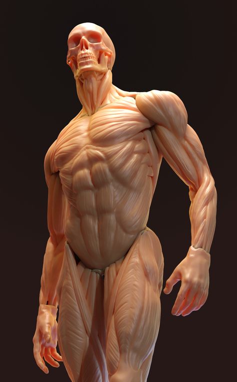 ArtStation - Anatomy study Body Muscle Anatomy, Male Torso Anatomy, 남성 근육, Male Body Drawing, Human Muscle Anatomy, Human Anatomy For Artists, 3d Anatomy, Artists Painting, Man Anatomy