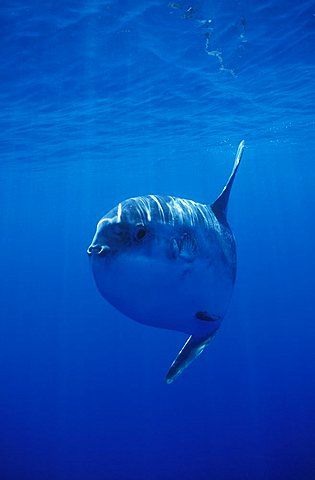 Portugal People, Moon Fish, Ocean Sunfish, Sun Fish, Ocean Energy, Weird Sea Creatures, Bone Fish, Mola Mola, Ocean Wildlife