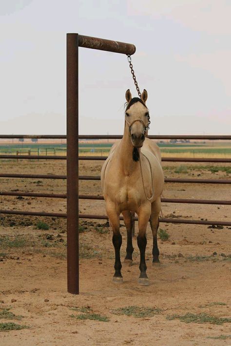 Horse Boarding Facility Ideas, Horse Corral Ideas, Western Barn Ideas, Diy Horse Arena, Barn Ideas For Horses, Ground Poles For Horses, Horse Training Facility, Horse Ranch Layout, Patience Pole For Horses Diy