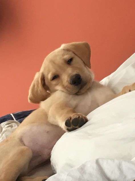 Pupper waking up from a nap Kitten Cat, Post Pictures, Cat Day, Cute Things, Pets Cats, Cute Puppies, Wake Up, Labrador Retriever, Things That