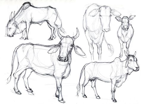 animal reference photos for artists | Art Kimistry: Animal Drawings - From Reference Animal Reference Photos, Colour Markers, Head Studies, Cow Sketch, Female Cow, Basic Sketching, Sleeping Drawing, Buffalo Animal, Cow Drawing