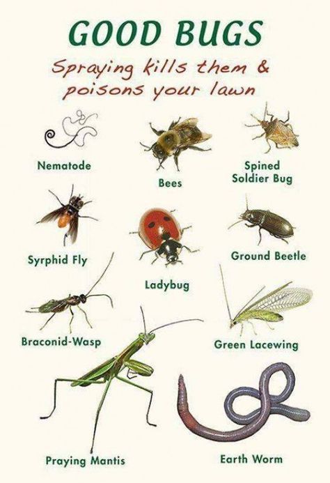 Insects Drawing, Plantarea Legumelor, Bad Bugs, Garden Bugs, Garden Insects, Garden Pest Control, Beneficial Insects, Garden Pests, Natural Garden